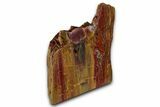 Polished Petrified Wood (Araucarioxylon) - Arizona #352496-2